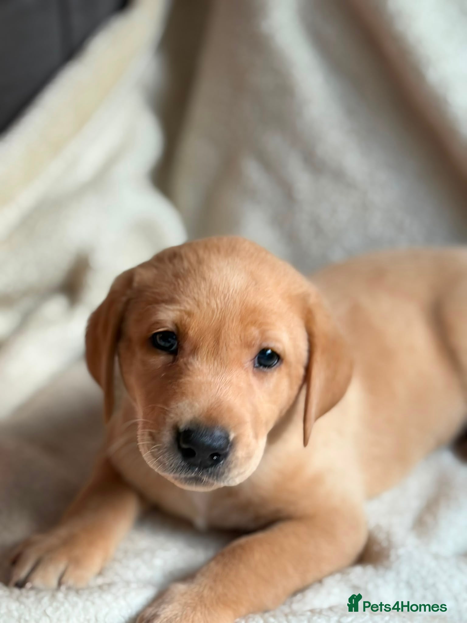 Labrador Retriever dogs 6 beautiful lab girls  - Advert 18
