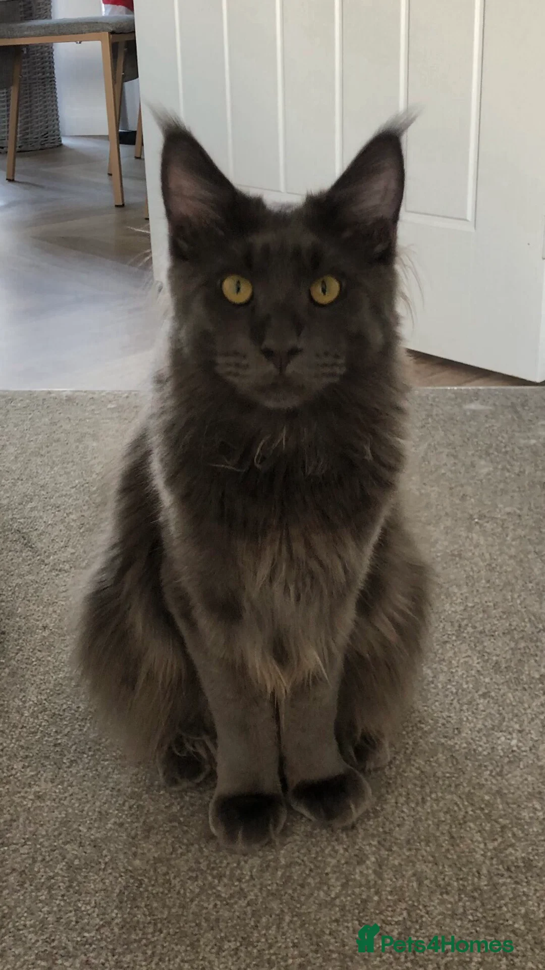 Maine Coon cats for sale: Beautiful GCCF Maine Coons  - Advert 15