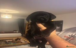 Labrador Retriever dogs for sale: Labrador Puppies  - Image 8