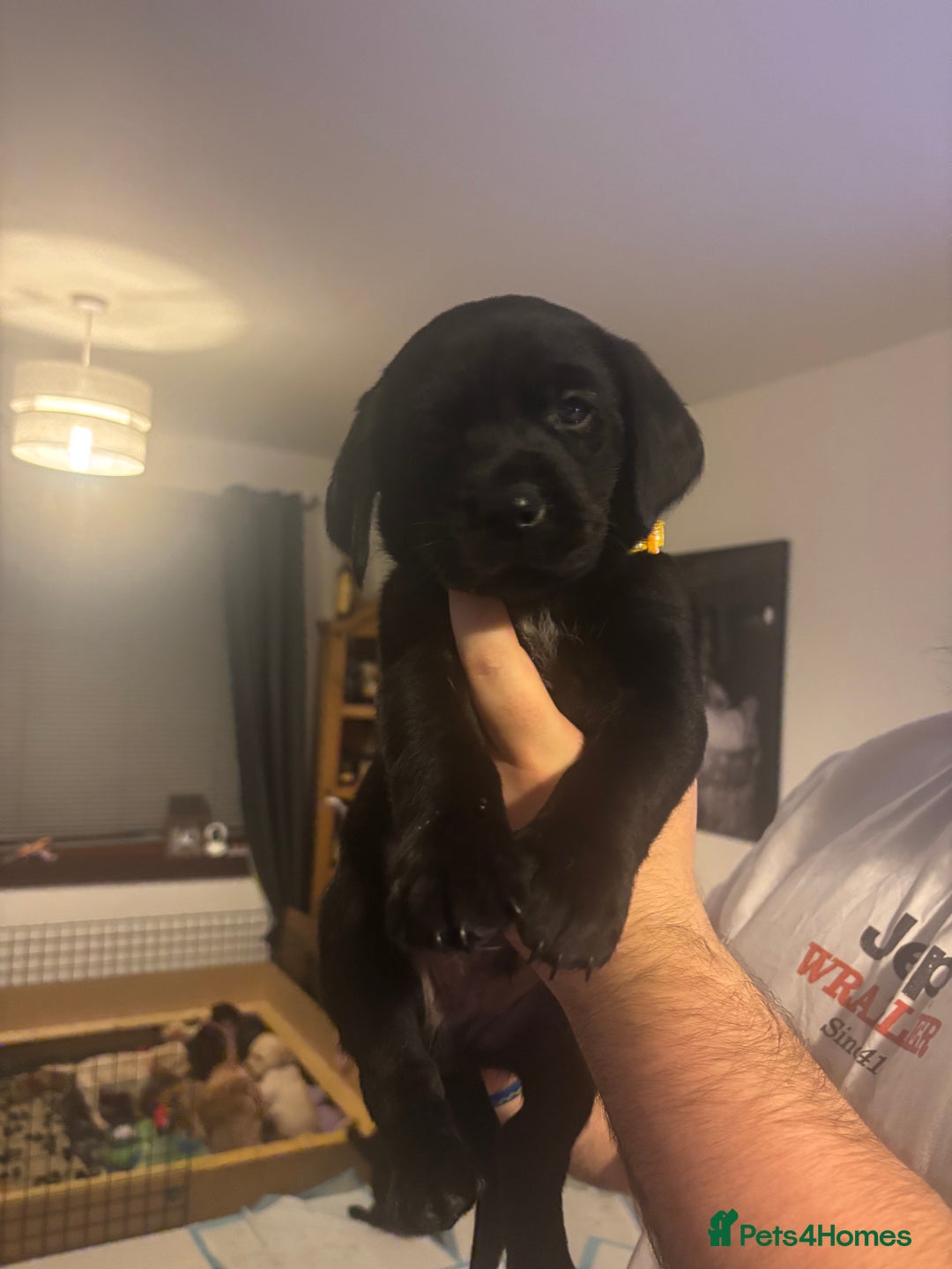 Labrador Retriever dogs for sale: Labrador Puppies  - Image 8