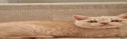 British Shorthair cats for sale: Cream British Shorthair boy  - Advert 7