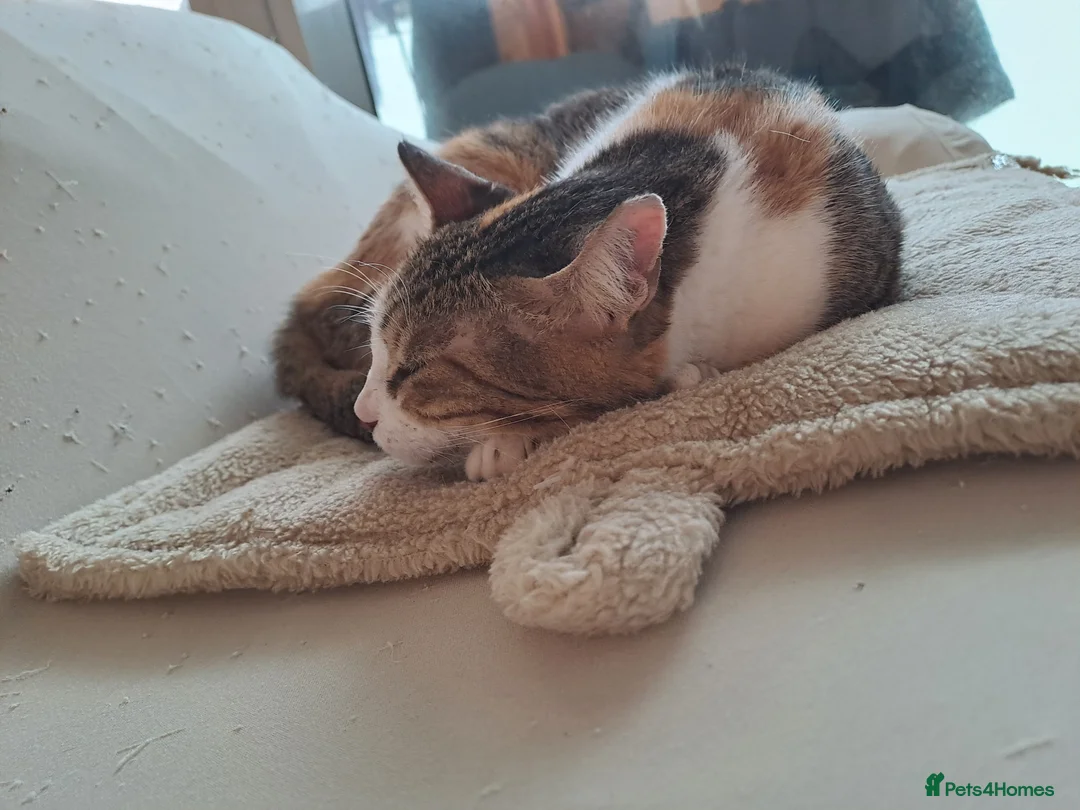 Mixed Breed cats for adoption: Viola - calm and sweet girl - Advert 2