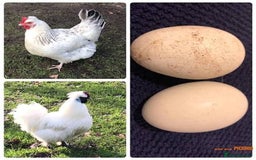 Chickens poultry for sale: Hybrid chicks  - Image 1