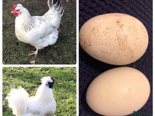 Chickens poultry - Advert 2