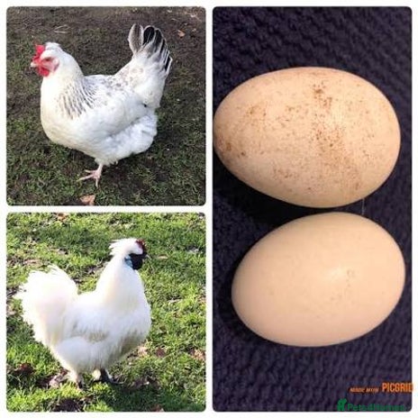 Chickens poultry - Advert 2