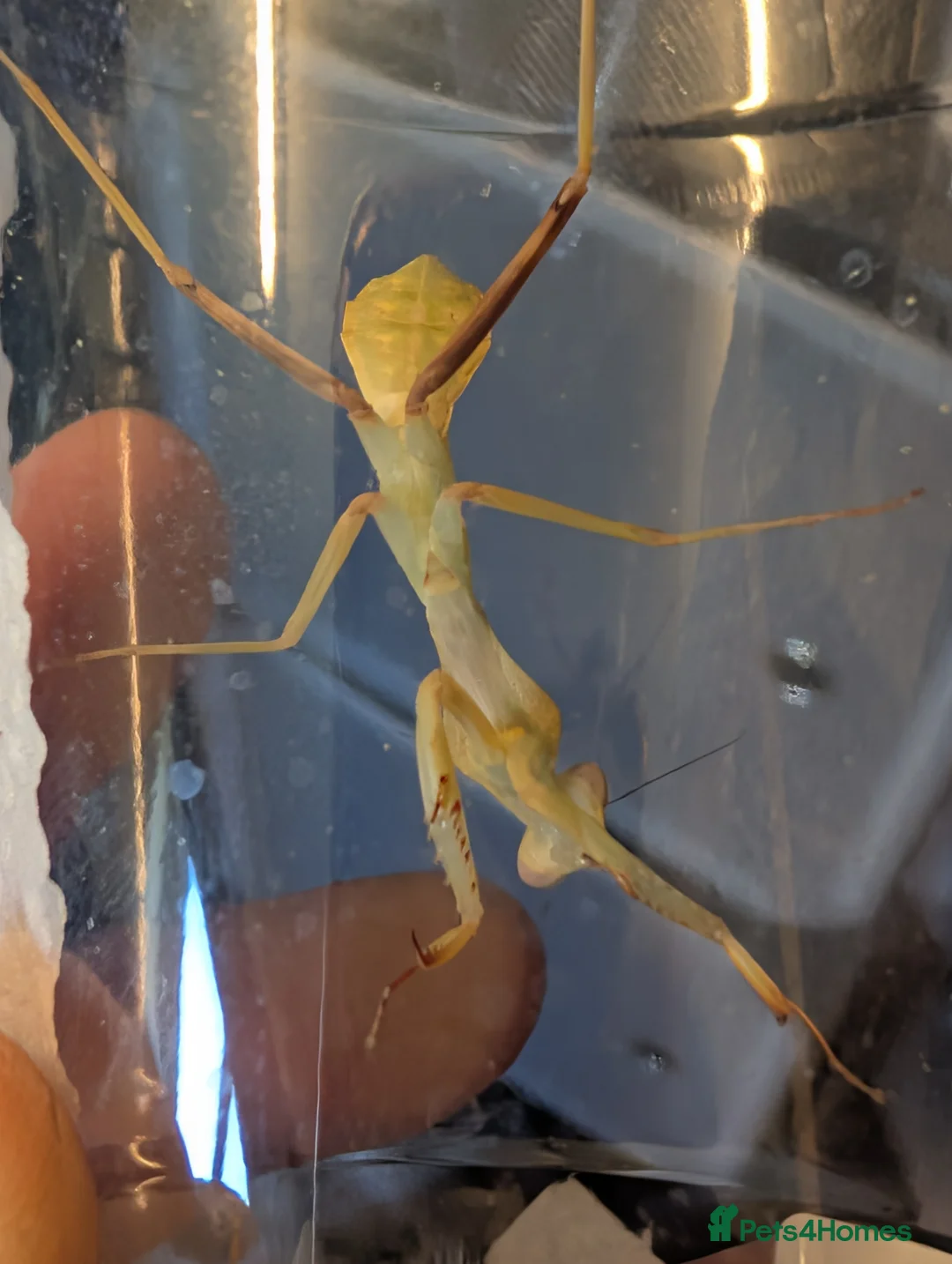 Praying Mantis invertebrates for sale: Timor shield mantis - Advert 6