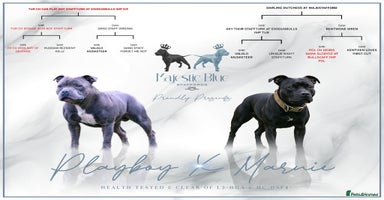 Staffordshire Bull Terrier dogs - Advert 14