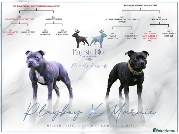 Staffordshire Bull Terrier dogs - Advert 1