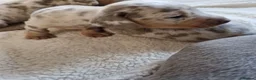 Miniature Dachshund dogs for sale: 5 Miniature Dachshunds  - Advert 6