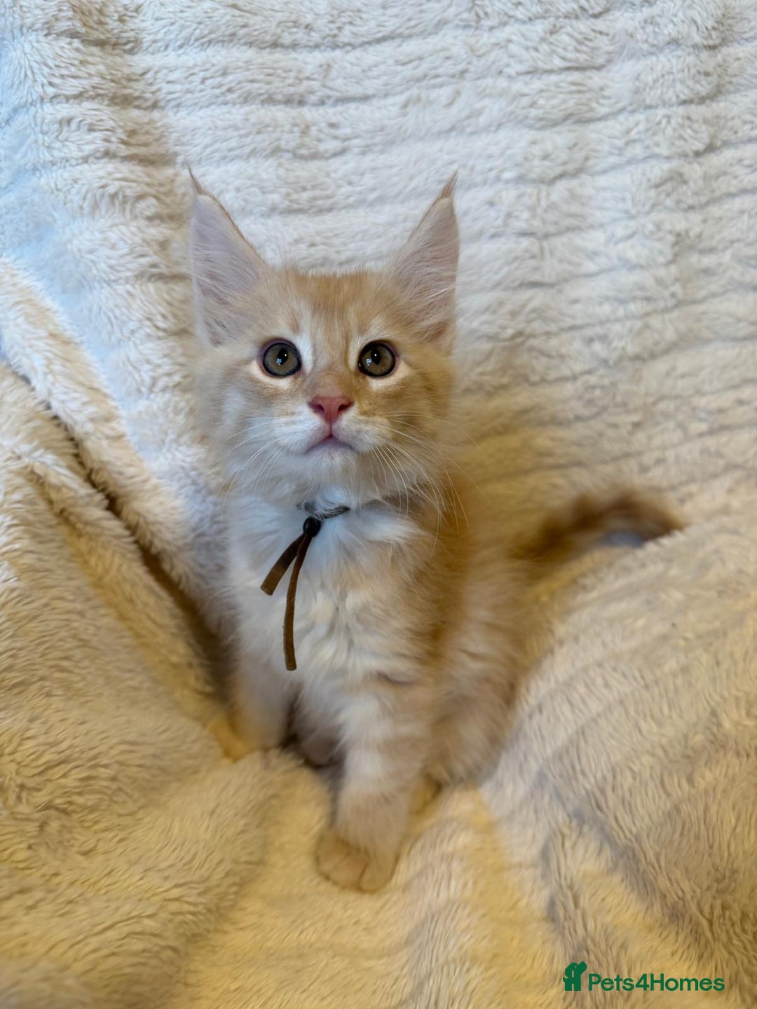 Maine Coon cats for sale: Beautiful friendly Maine Coon cross Kittens  - Advert 22