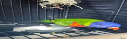Lorikeets birds for sale: 2 x birds and cadge  - Advert 8