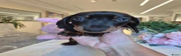 Miniature Dachshund dogs for sale: Beautiful Miniature Dachshund Ready to leave!♥️💙 - Advert 19