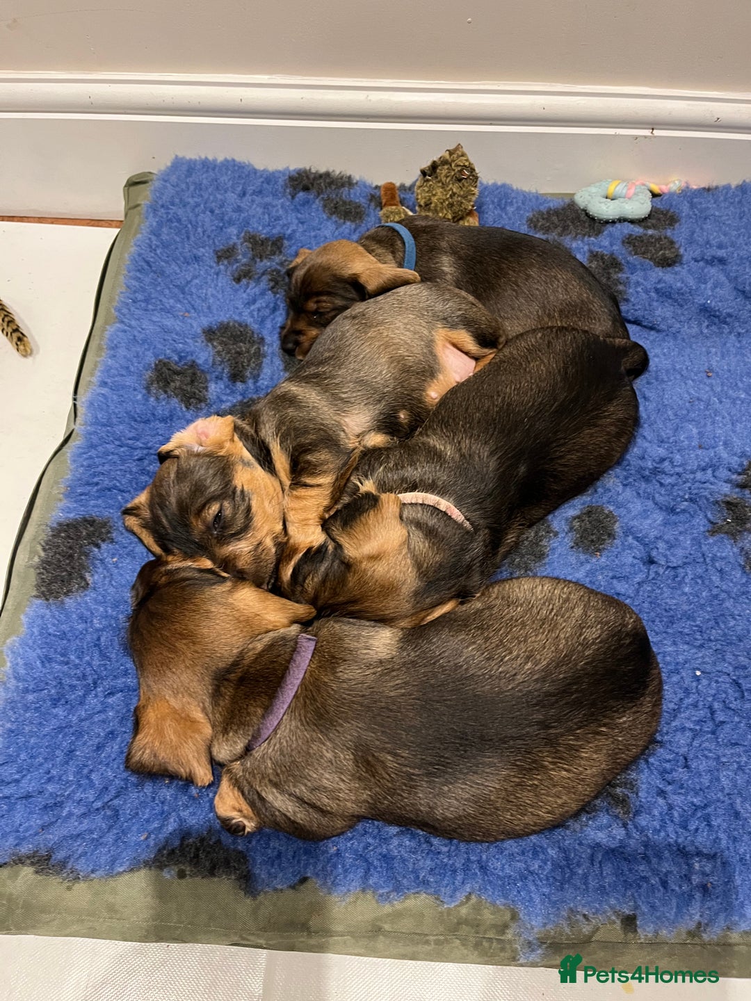 Dachshund dogs for sale: Standard Wire Haired Dachshund puppies - Advert 7