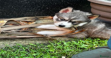 Siberian Husky dogs in Bolton - Advert 3
