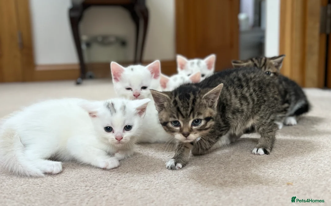 Turkish Angora cats for sale: Turkish angora kittens - Advert 10