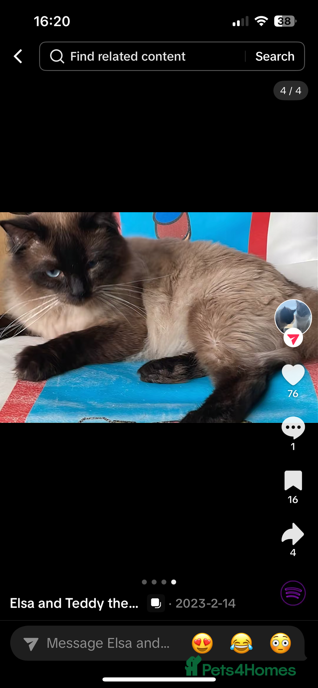 Mixed Breed cats for sale: Ragdoll cross British long hair kittens  - Image 22