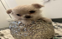 Chihuahua dogs for sale: Stunning litter of long haired Chihuahuas - Image 6
