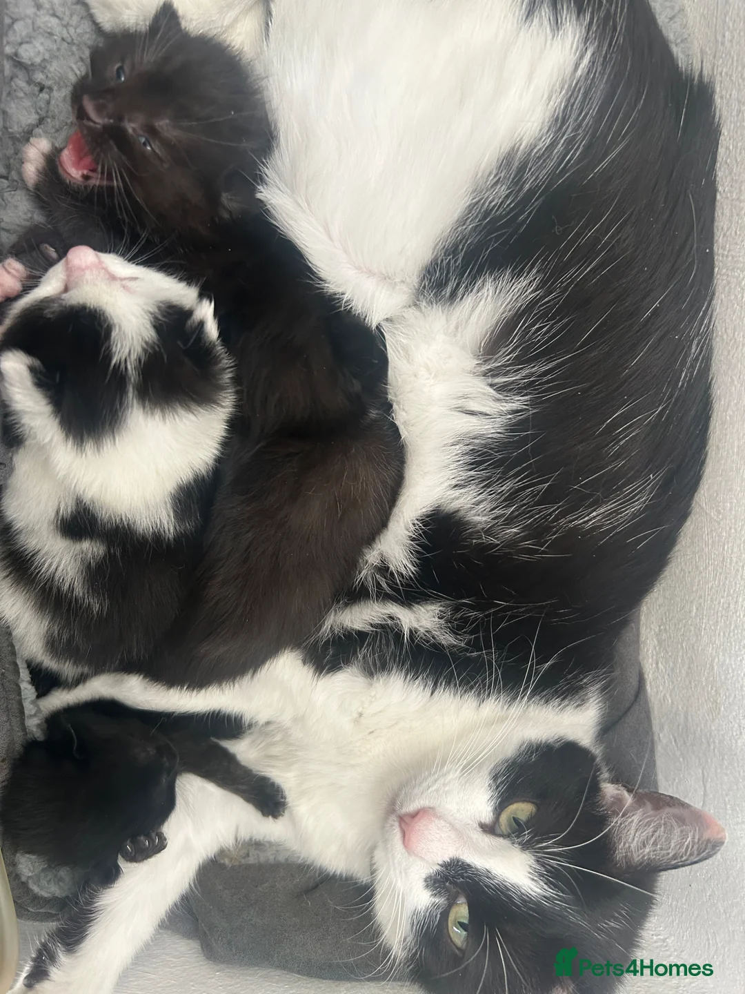 Turkish Angora cats for sale: Beautiful babies looking for their forever homes - Advert 2