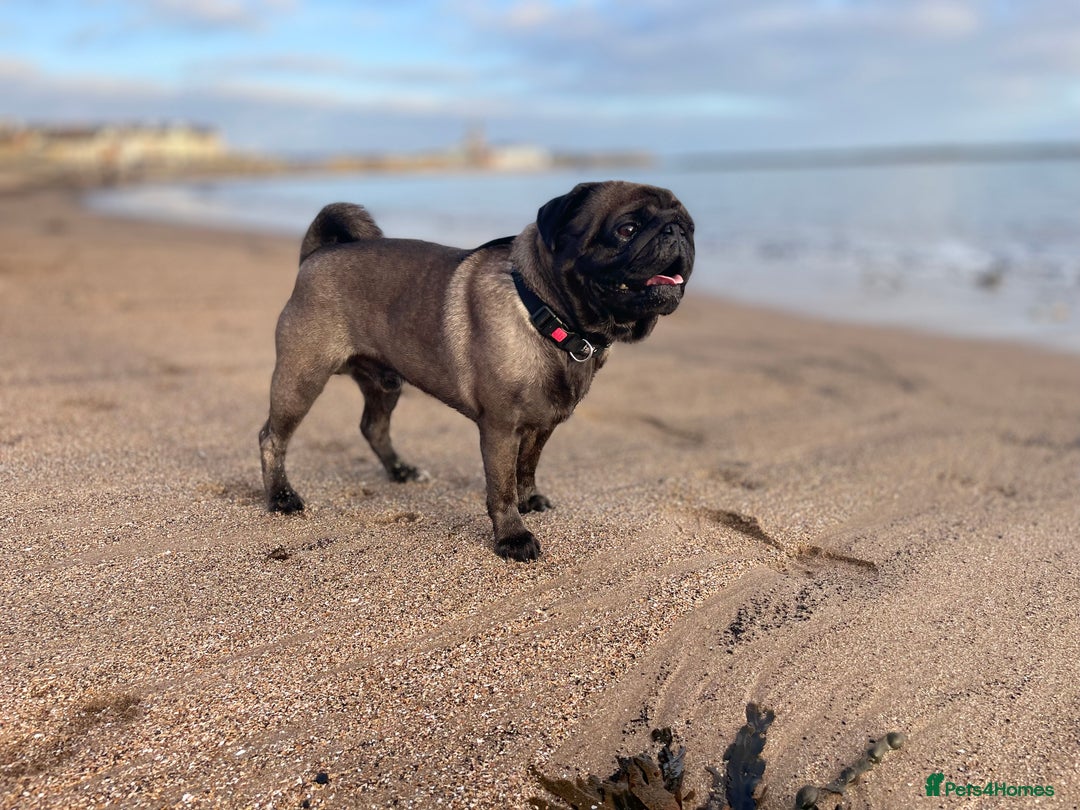 Pug dogs for sale: Platinum Adult Male Pug - Advert 1