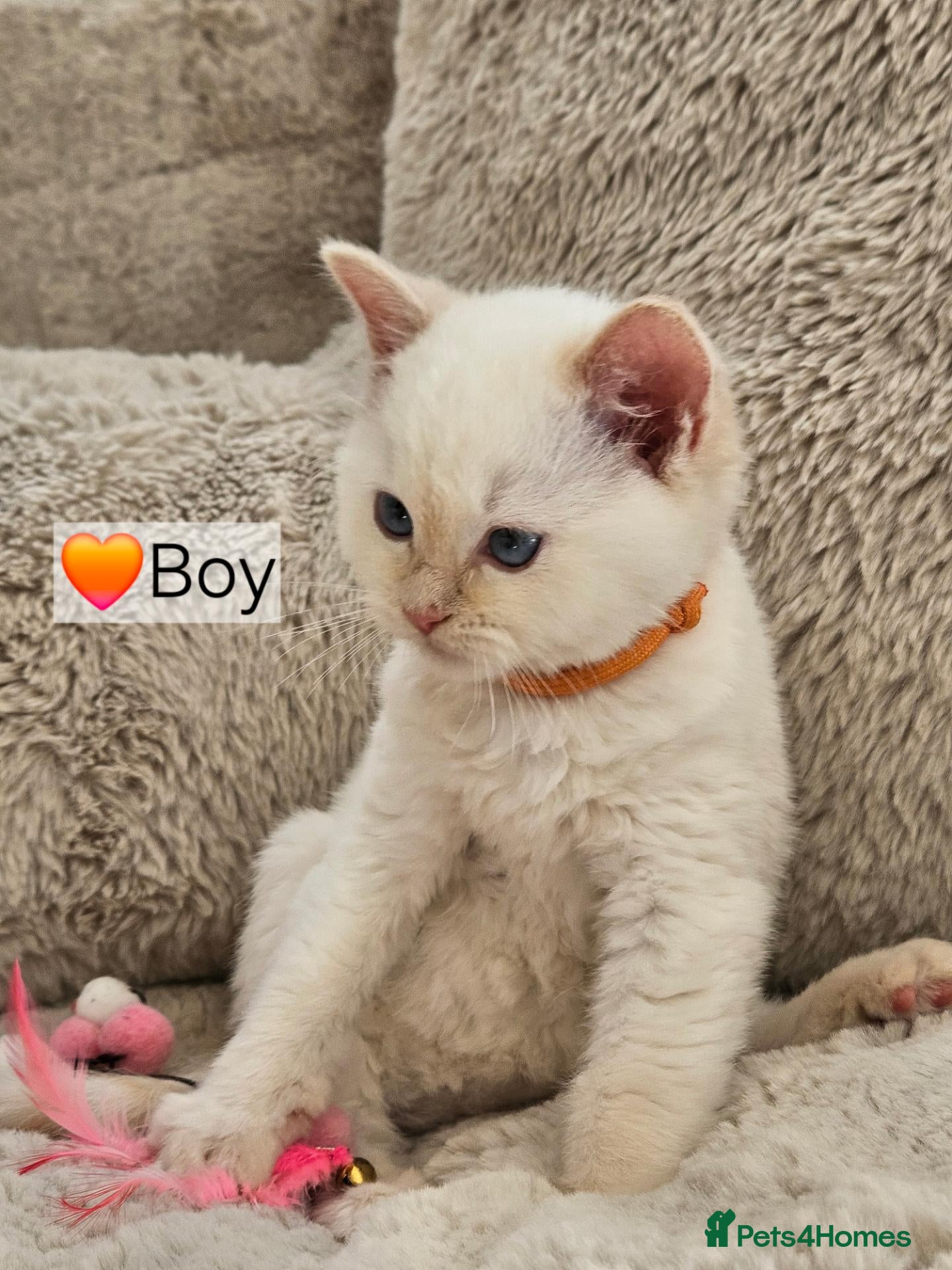 Ragdoll cats Pure Ragdoll Kittens Ready Leave Now  - Advert 2