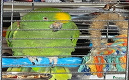 Parrots birds for sale: Amazon parrot - Image 2