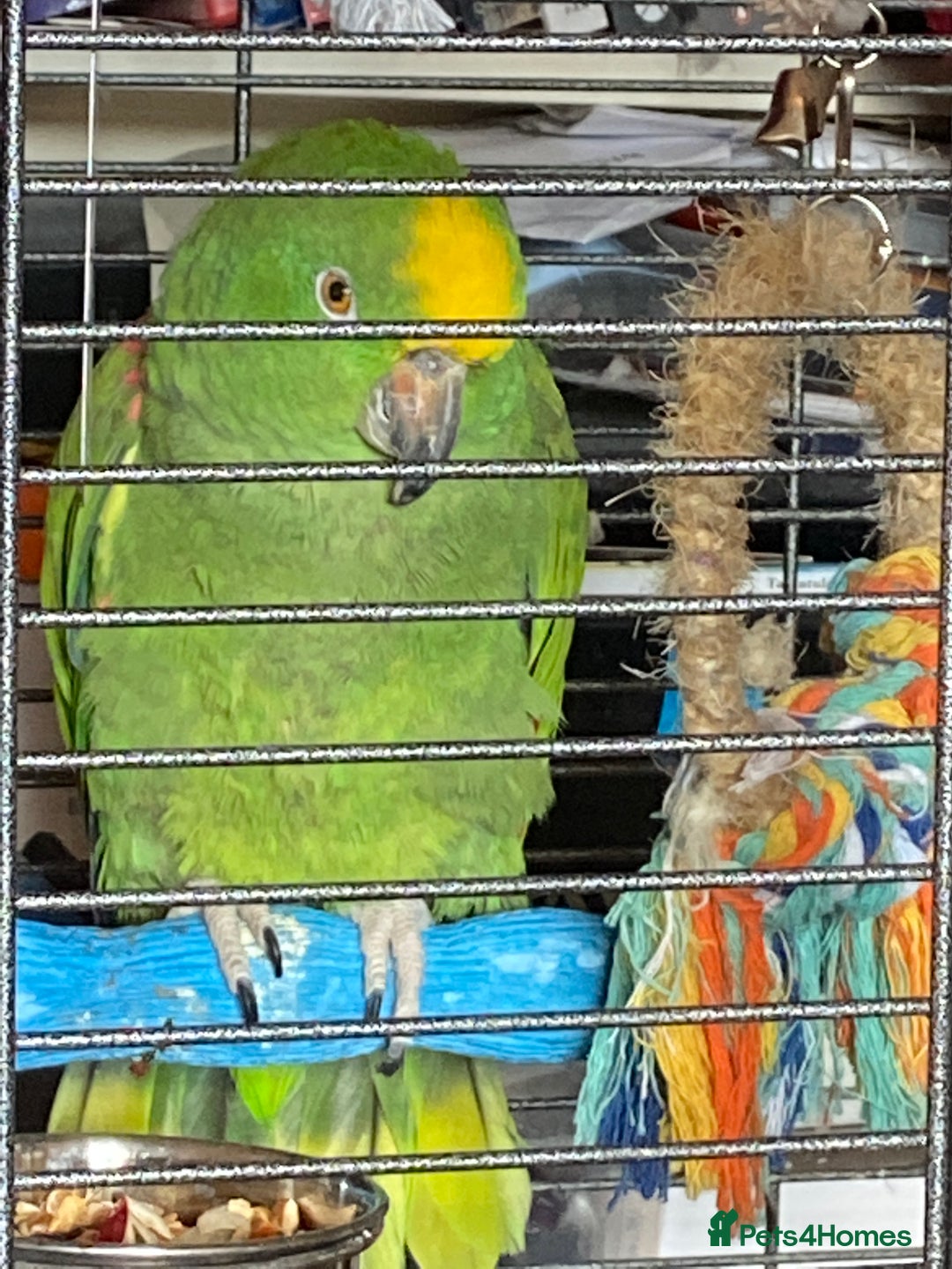 Parrots birds for sale: Amazon parrot - Image 2