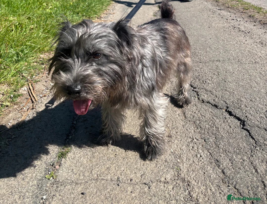 Patterdale Terrier dogs for stud: Patterdale stud  in Grantham - Advert 2