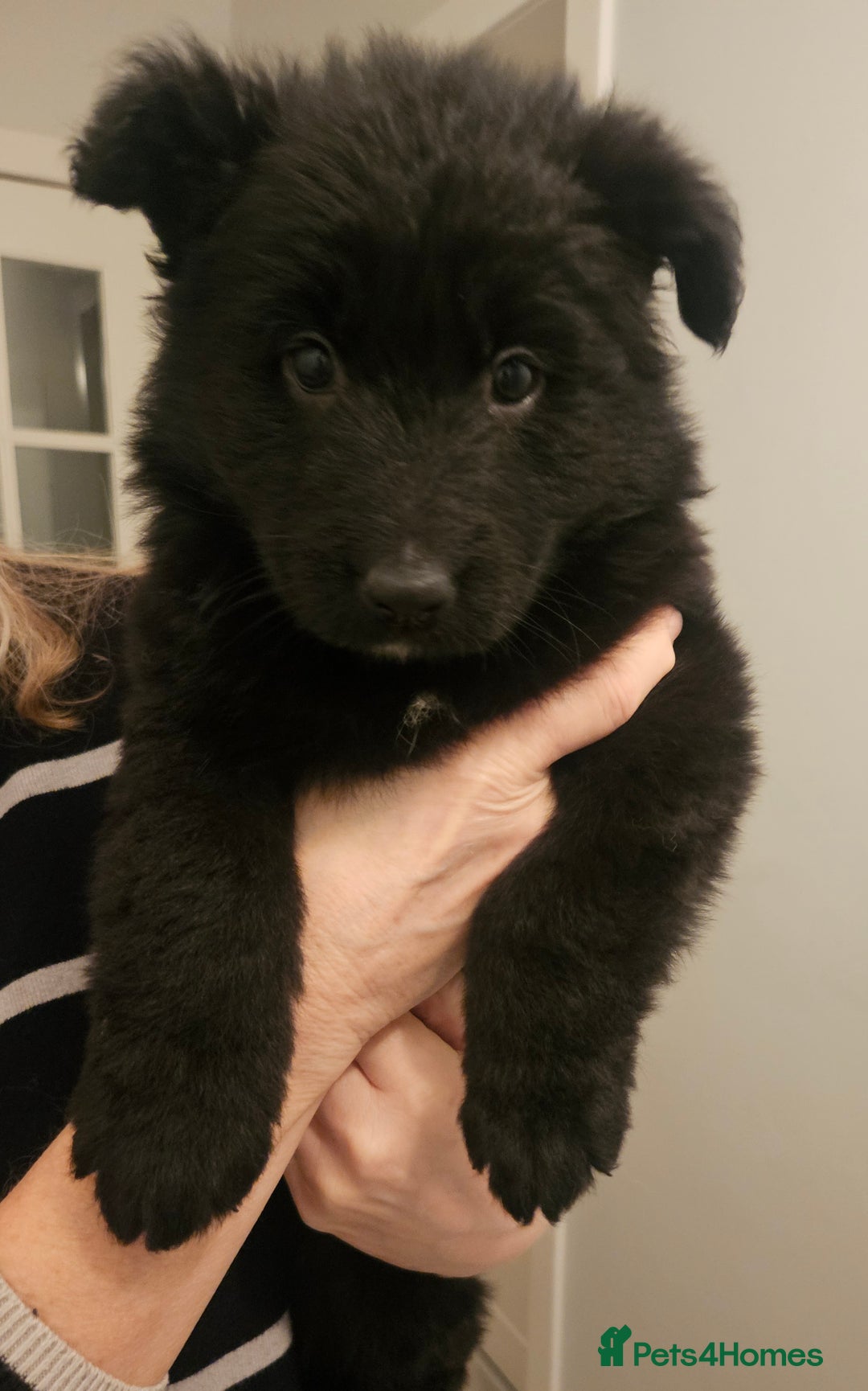 German Shepherd dogs for sale: Long haired german shepherd puppies - Advert 8