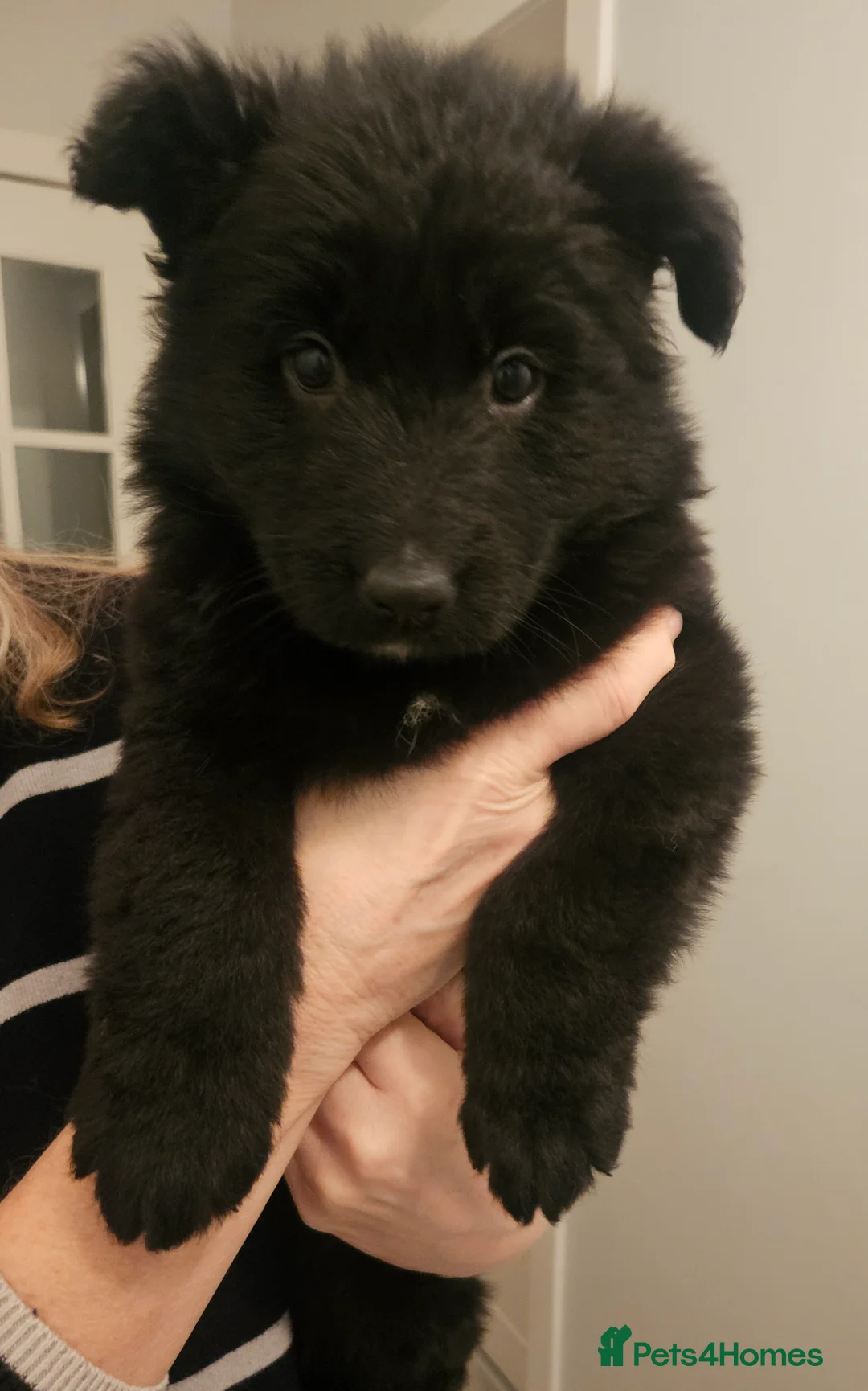 German Shepherd dogs for sale: Long haired german shepherd puppy - Advert 8