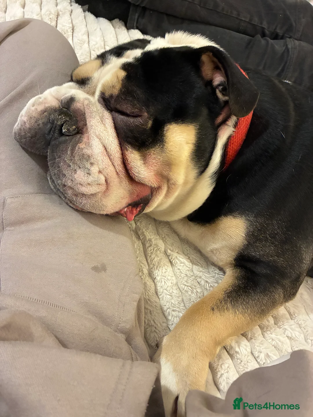 Olde English Bulldogge dogs for sale: Enzo - Olde English Bulldog - Advert 15