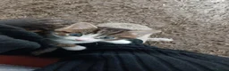 Domestic Shorthair cats for sale: 1 Black Female kitten and 1 Male Tabby Kitten - Advert 6