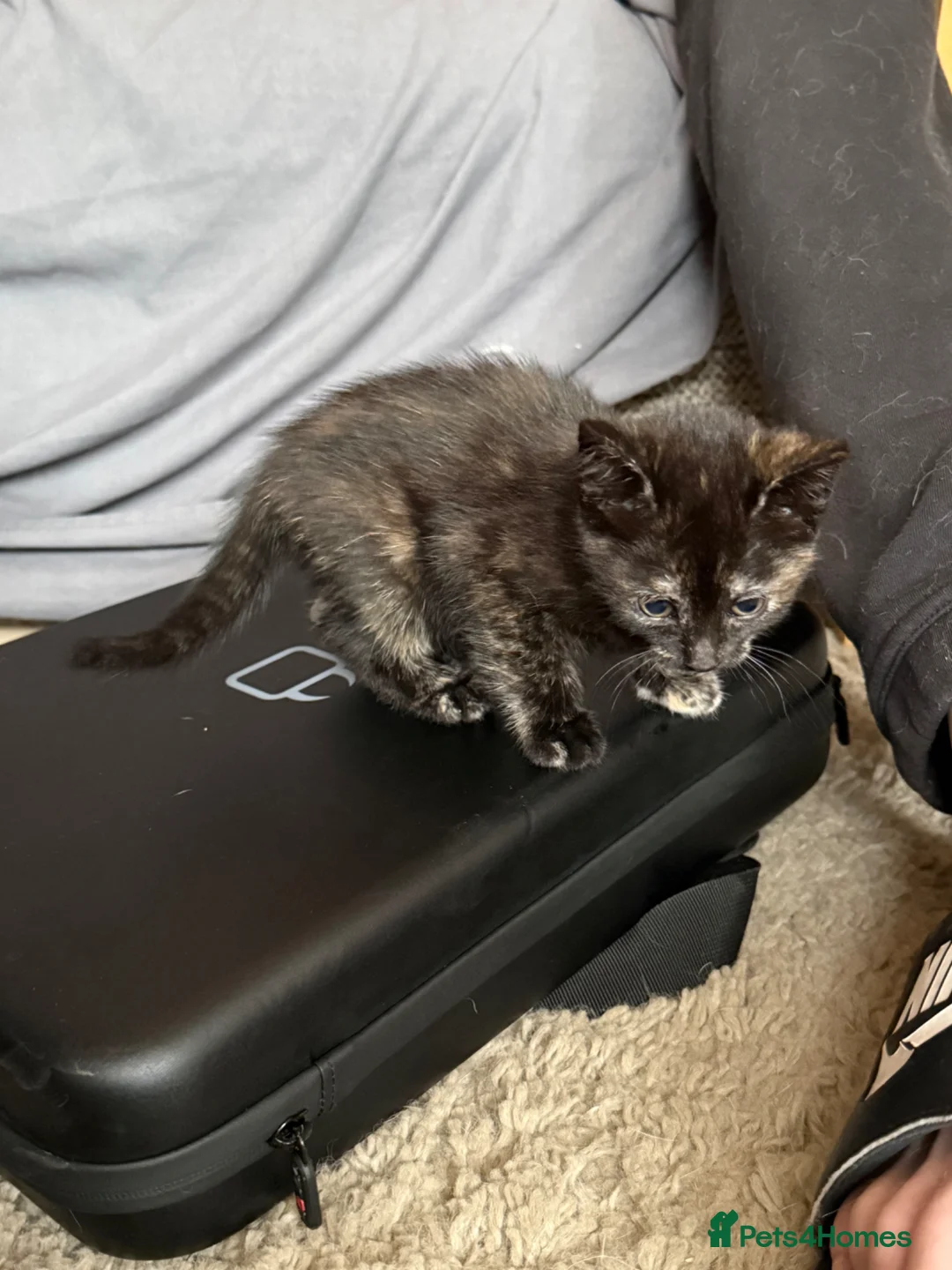 Mixed Breed cats for sale: 3 x kittens - Advert 8