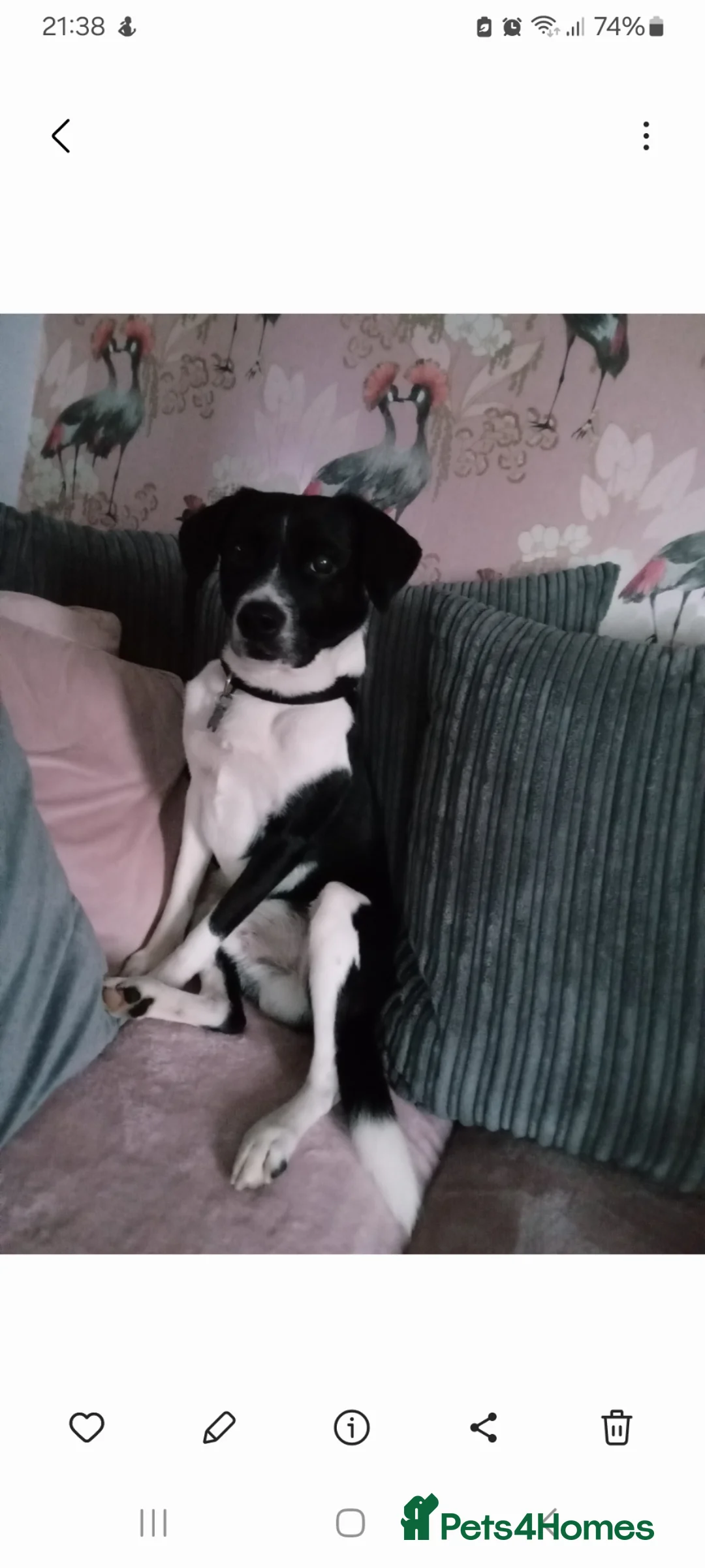 Mixed Breed dogs for sale: Milo 6 yrs Old Looking for a Loving Home - Advert 1