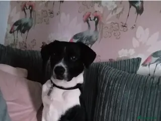 Mixed Breed dogs Milo 6 yrs Old Looking for a Loving Home - Advert 2