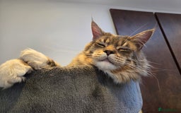 Maine Coon cats for sale: Stunning quality tica registered Mainecoon  - Image 34