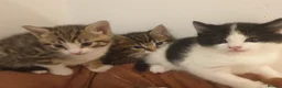 Mixed Breed cats for sale: Sweet Kittens Raised with Love and Children - Advert 16