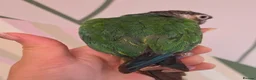 Conures birds for sale: Green-Cheek Conure With Cage and Accessory's - Advert 4