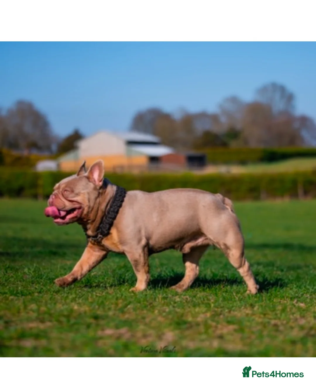 French Bulldog dogs for sale: SIMBA & BERRY — ISABELLA LITTER HAS ARRIVED!  - Advert 11