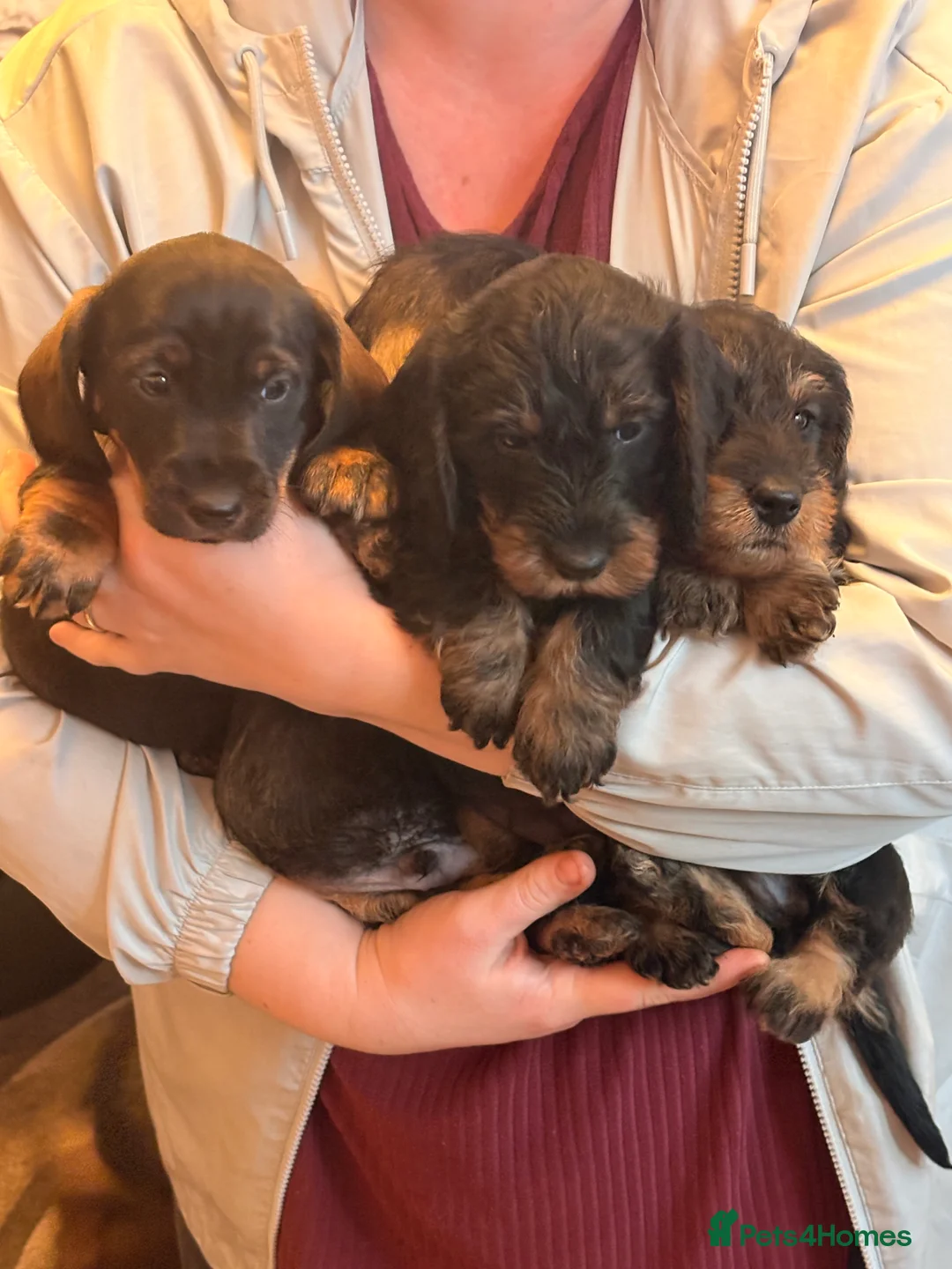 Dachshund dogs for sale: I have a beautiful litter of dachshund puppies  - Advert 3