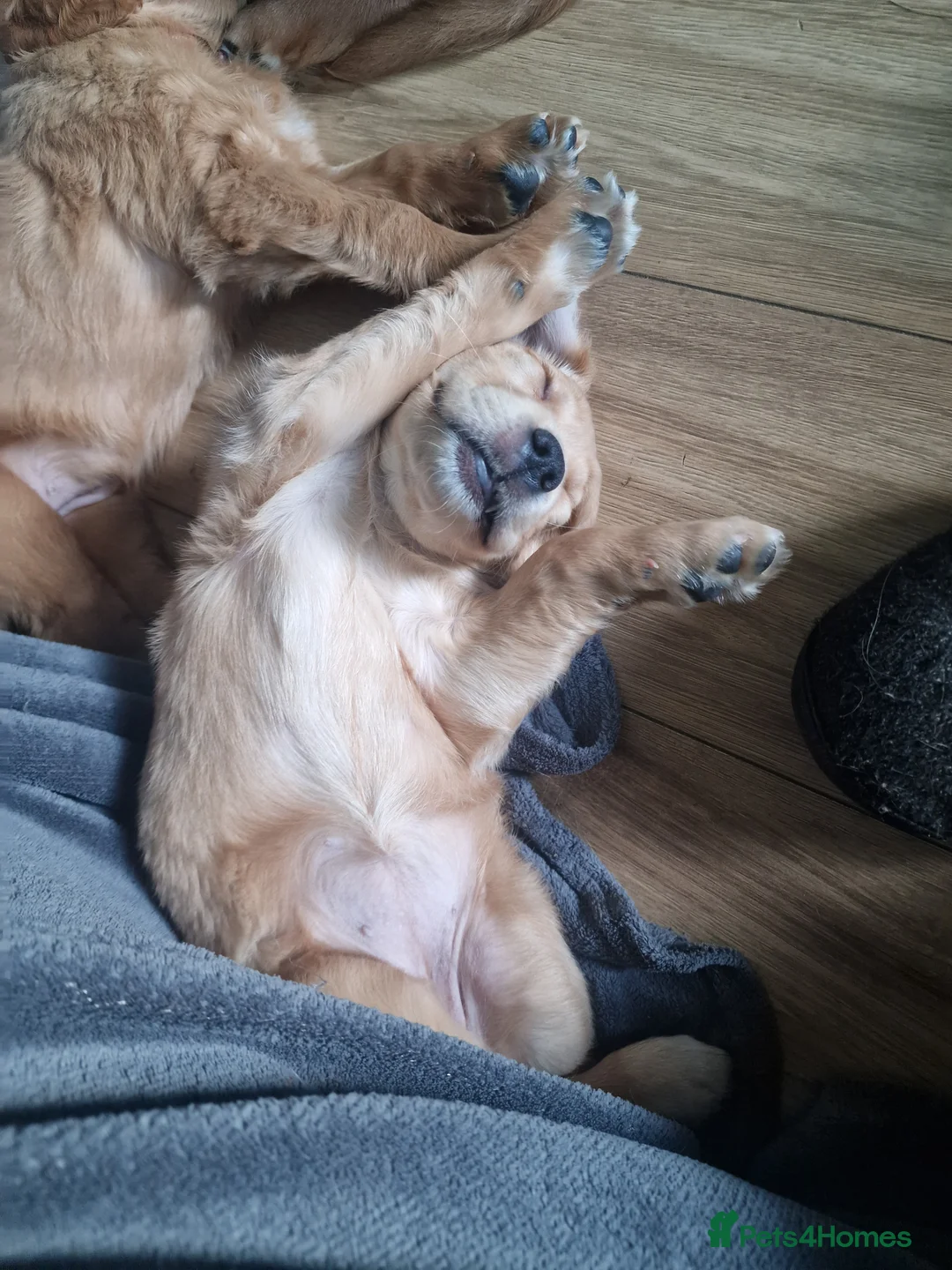 Golden Retriever dogs for sale: Beautiful KC-Registered Golden Retriever Puppies - Advert 37