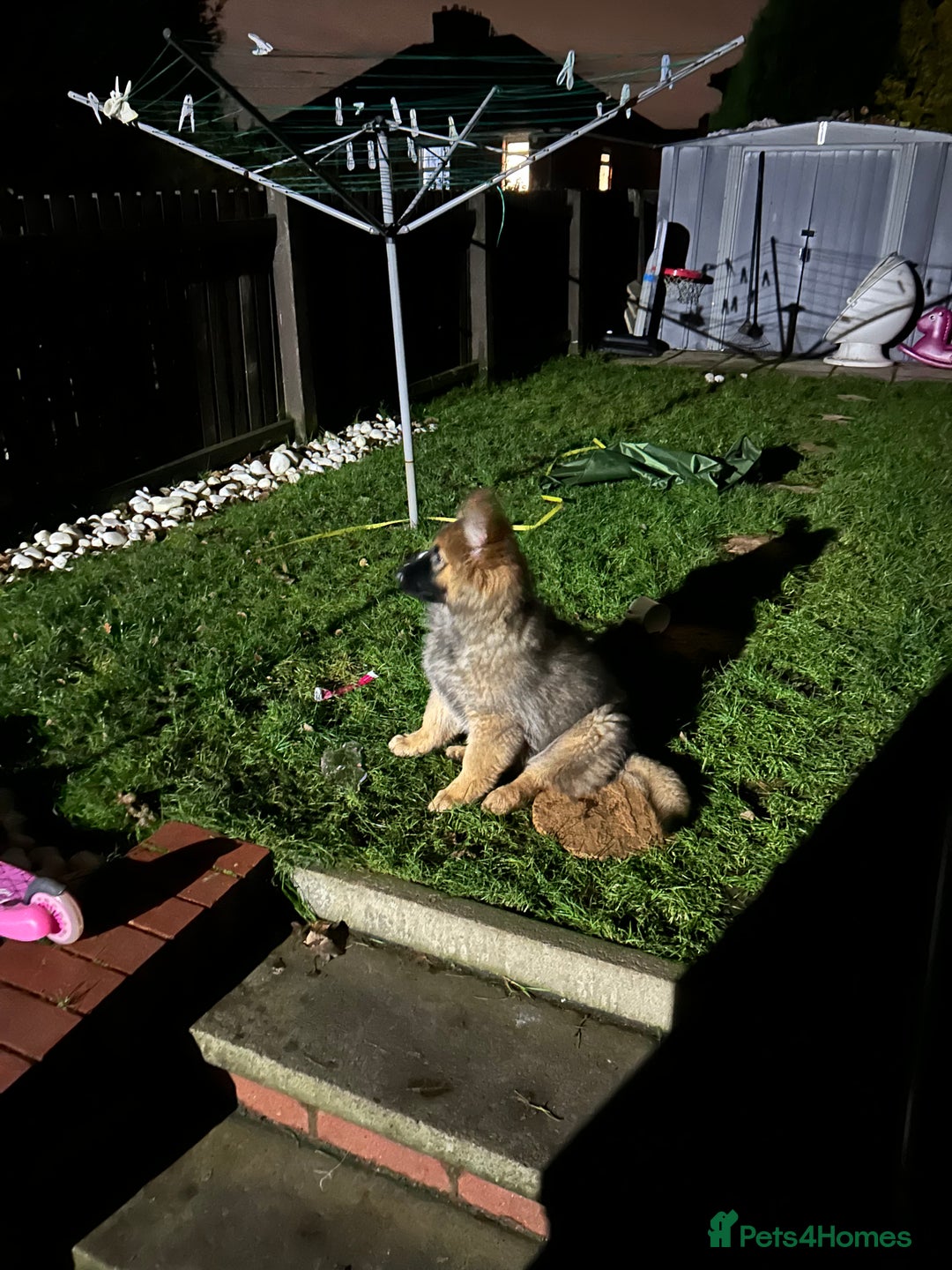 German Shepherd dogs for sale: Gsd puppy 14week - Advert 3