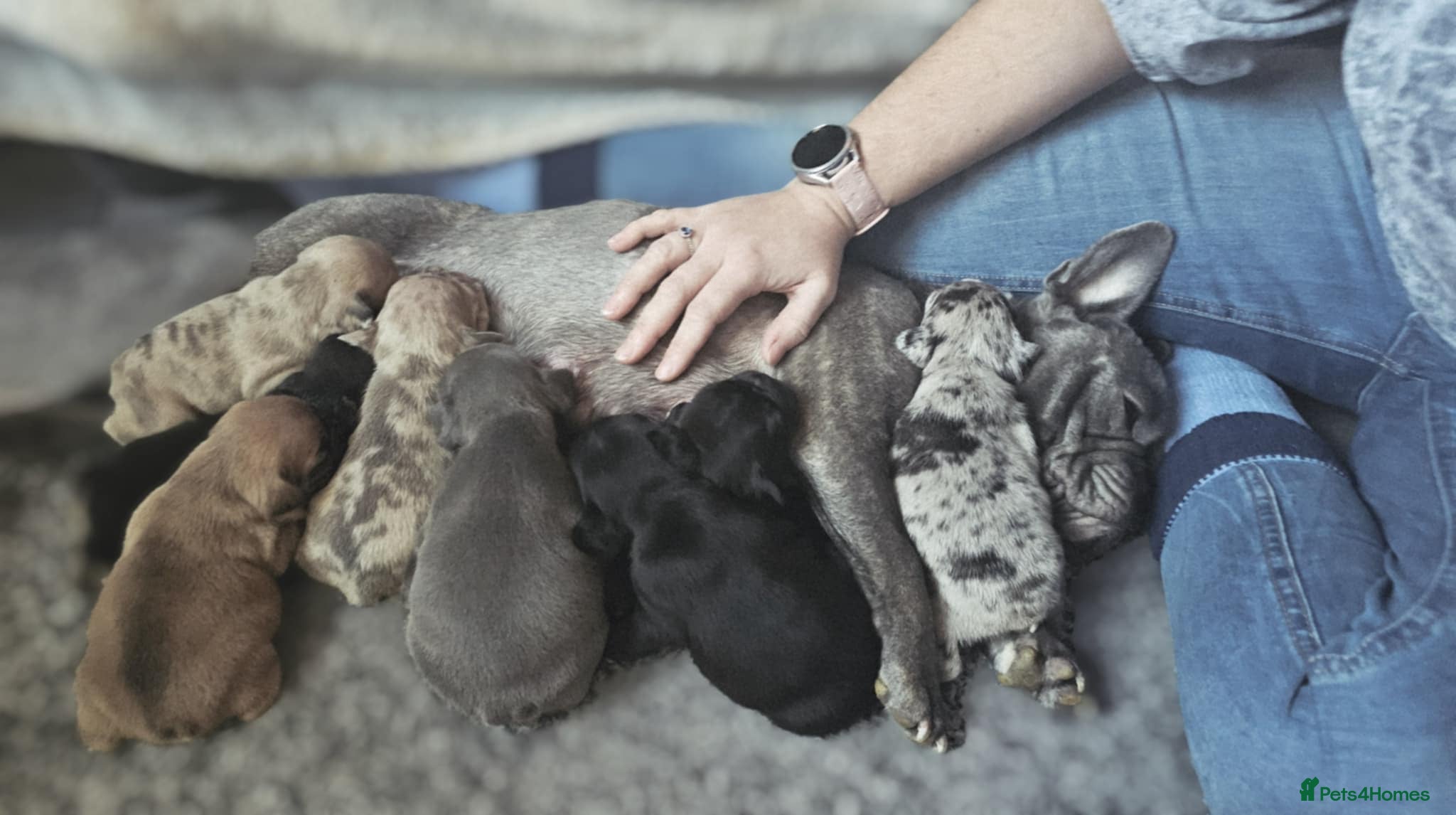 French Bulldog dogs  7x beautiful Frenchie puppies for sale  - Advert 13