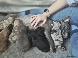 French Bulldog dogs 7x beautiful Frenchie puppies for sale - Advert 13