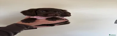 Cocker Spaniel 4