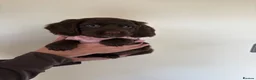 Cocker Spaniel dogs for sale: Beautiful cocker spaniel puppies  - Advert 10