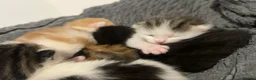 Mixed Breed cats for sale: 5 beautiful kittens looking for a forever home❤️ - Advert 8