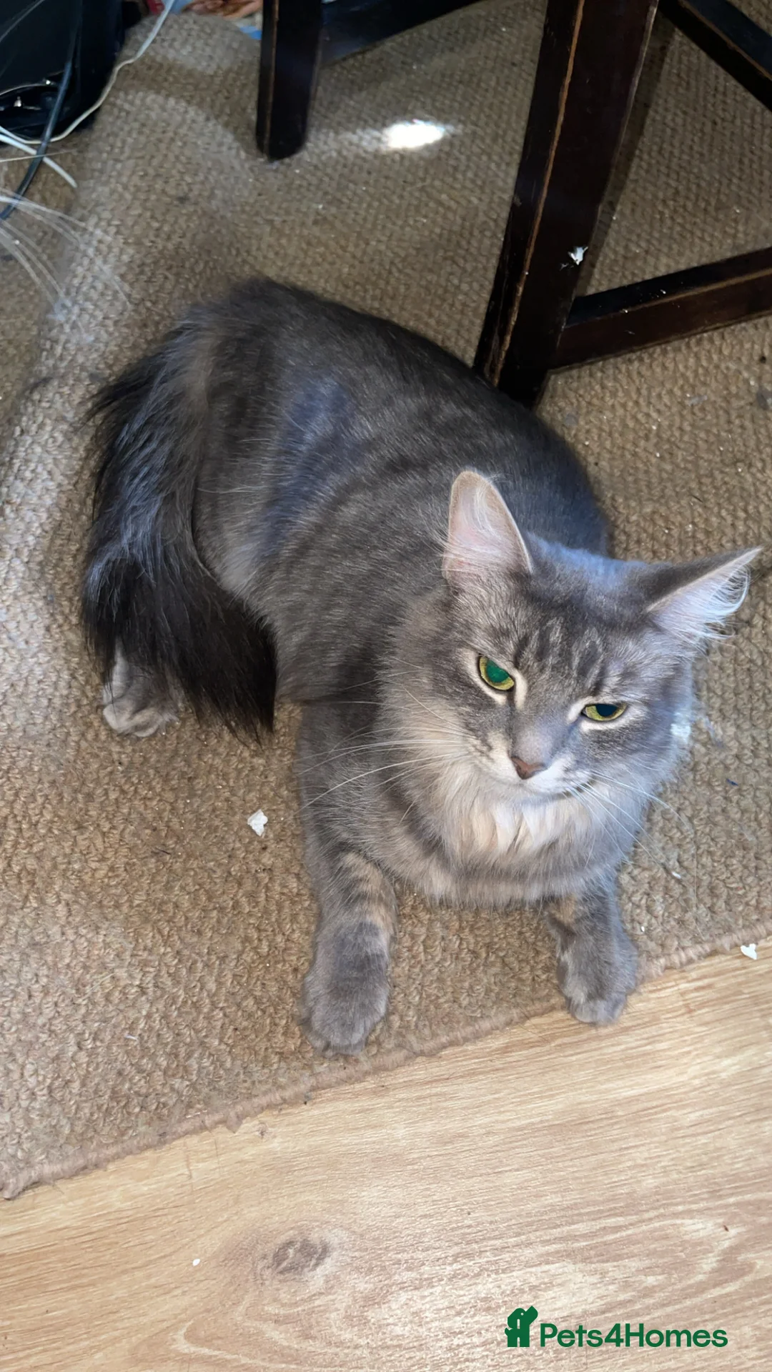Mixed Breed cats for sale: 2 cats and their 2 kittens  - Advert 2