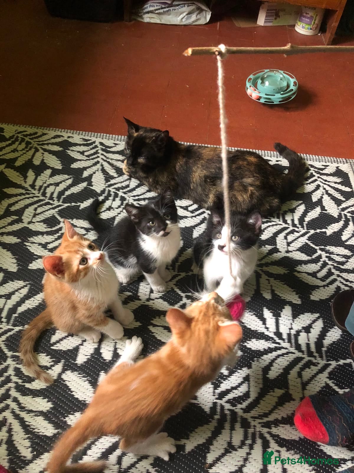 Mixed Breed cats Beautiful kittens ready for their forever homes  - Advert 1