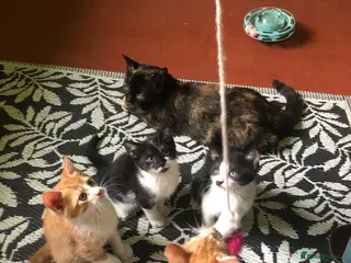 Mixed Breed cats Beautiful kittens ready for their forever homes - Advert 1