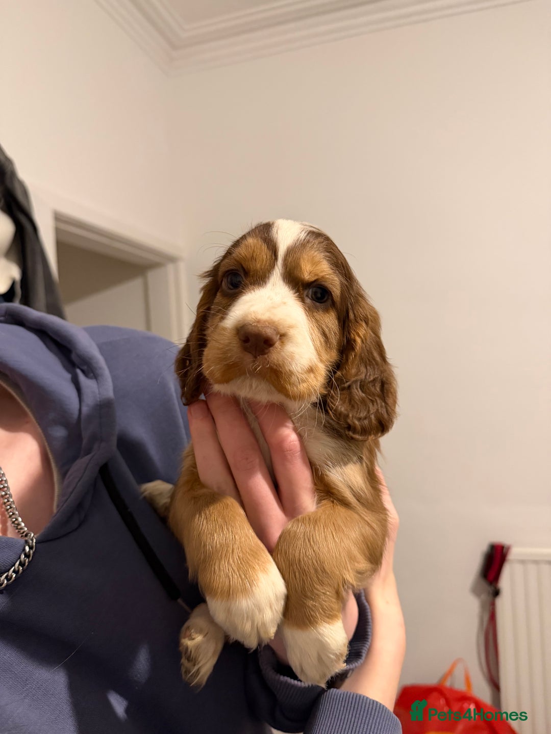 Cocker Spaniel dogs for sale: FEMALE CHOC WORKING COCKER LEFT! - Advert 32